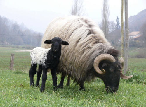 Photo de Colis d’agneau 