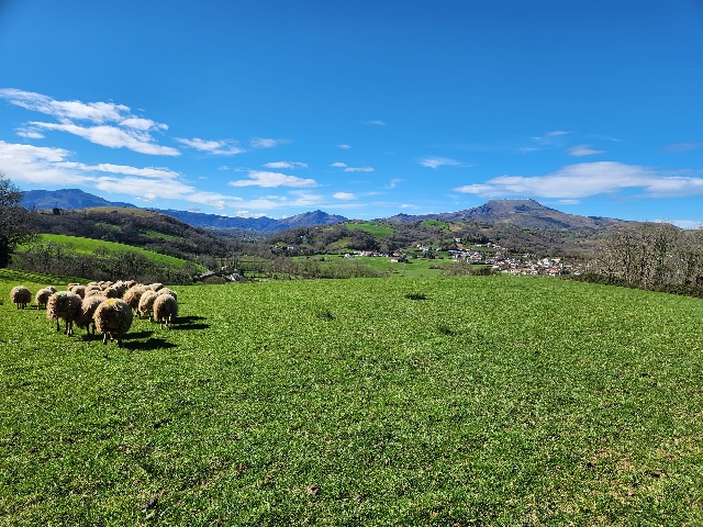 Photo de FERME MACHALENEA