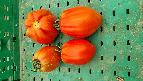 Photo de tomate coeur de boeuf / cabosse