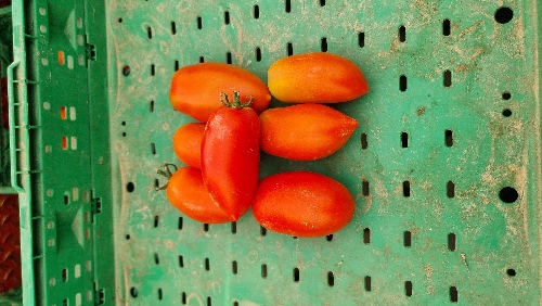Photo de tomate olivette