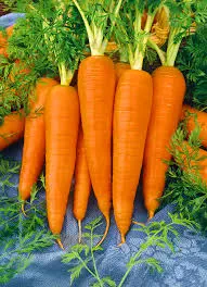 Carrot