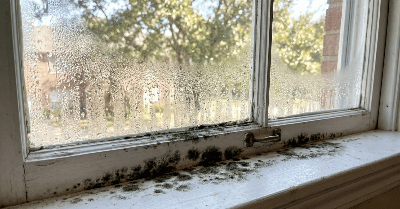 Fast Mold Testing Named Best New York Mold Specialist of 2025 – Evergreen Awards