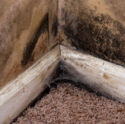 Top 10 Mold Testing Companies in Atlanta, GA: Complete Guide