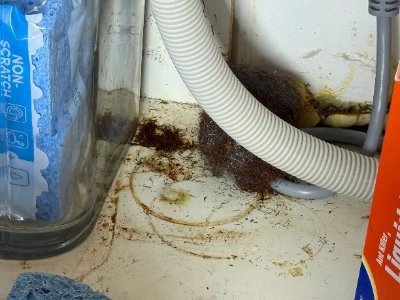 Hidden Mold in NYC Apartments: When to Get a Mold Inspection in New York City