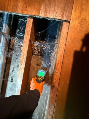 Black Mold Inspection in NYC: What Pros Can Confirm and What You Should Do Next