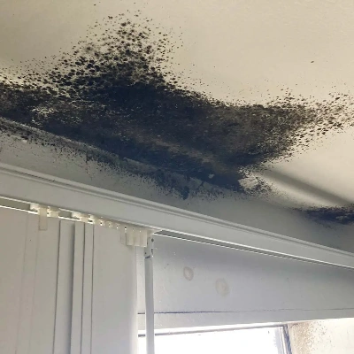 Mold Testing Orlando FL vs Mold Inspection Orlando FL