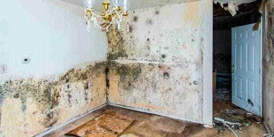 Mold Testing vs Mold Inspection in Phoenix, AZ