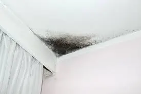 Mold Remediation in Sacramento: What to Expect and How to Avoid Paying Twice