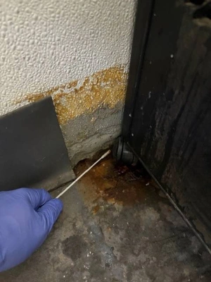 Tenant Rights for Mold in Los Angeles Rentals: What You Need to Know