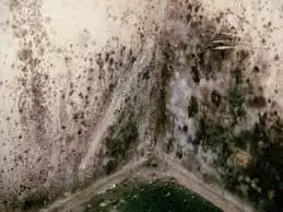 Top 10 Mold Testing Services in Seattle
