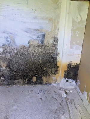 Commercial Mold Testing In NYC: How To Coordinate Inspection, Reporting, And Remediation