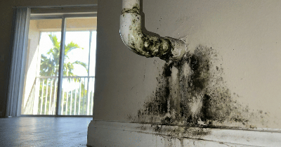 Seattle's Baseboard Heaters Warm Your Room and Create Mold. This Is Why.