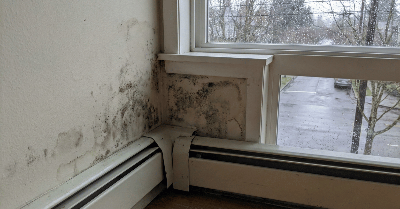 Why Most Seattle Window Mold Doesn't Need a Mold Inspection (And What Does)