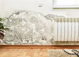 Top 10 Mold Testing Companies in Tampa