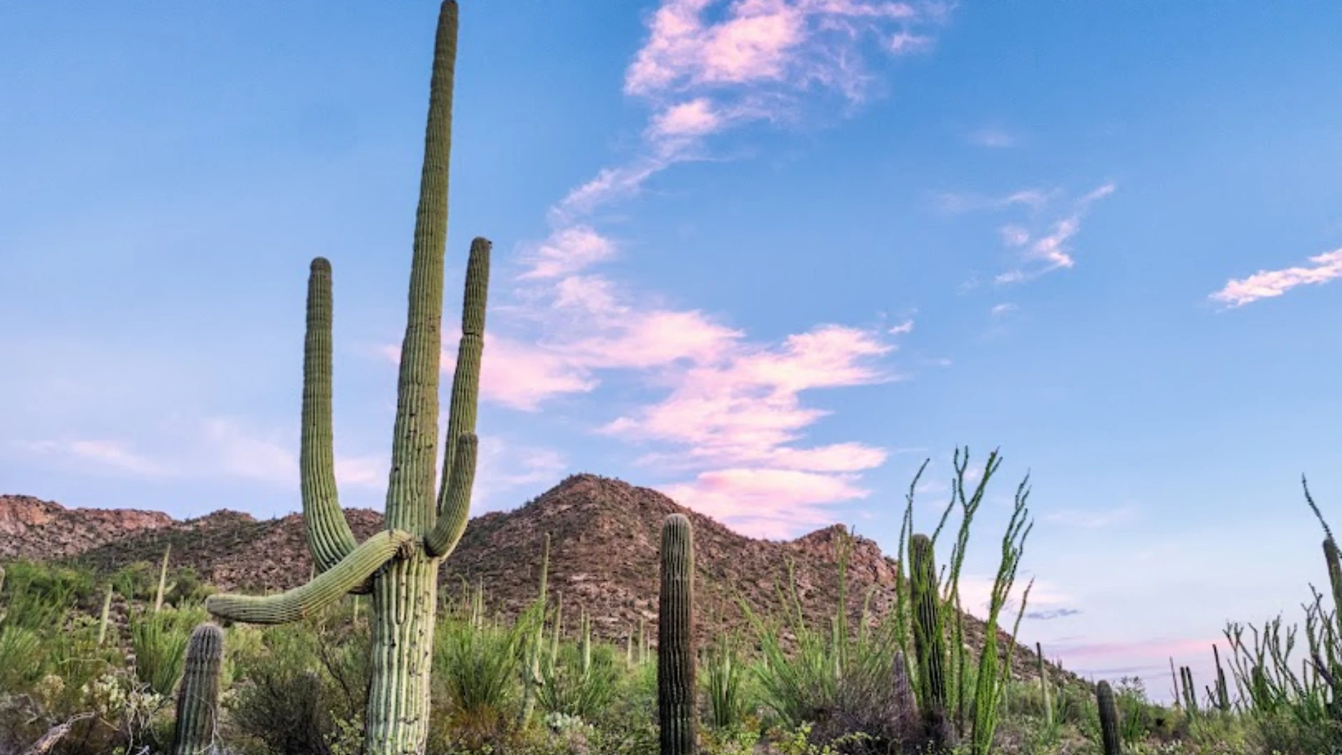 Tucson Mold Inspection
