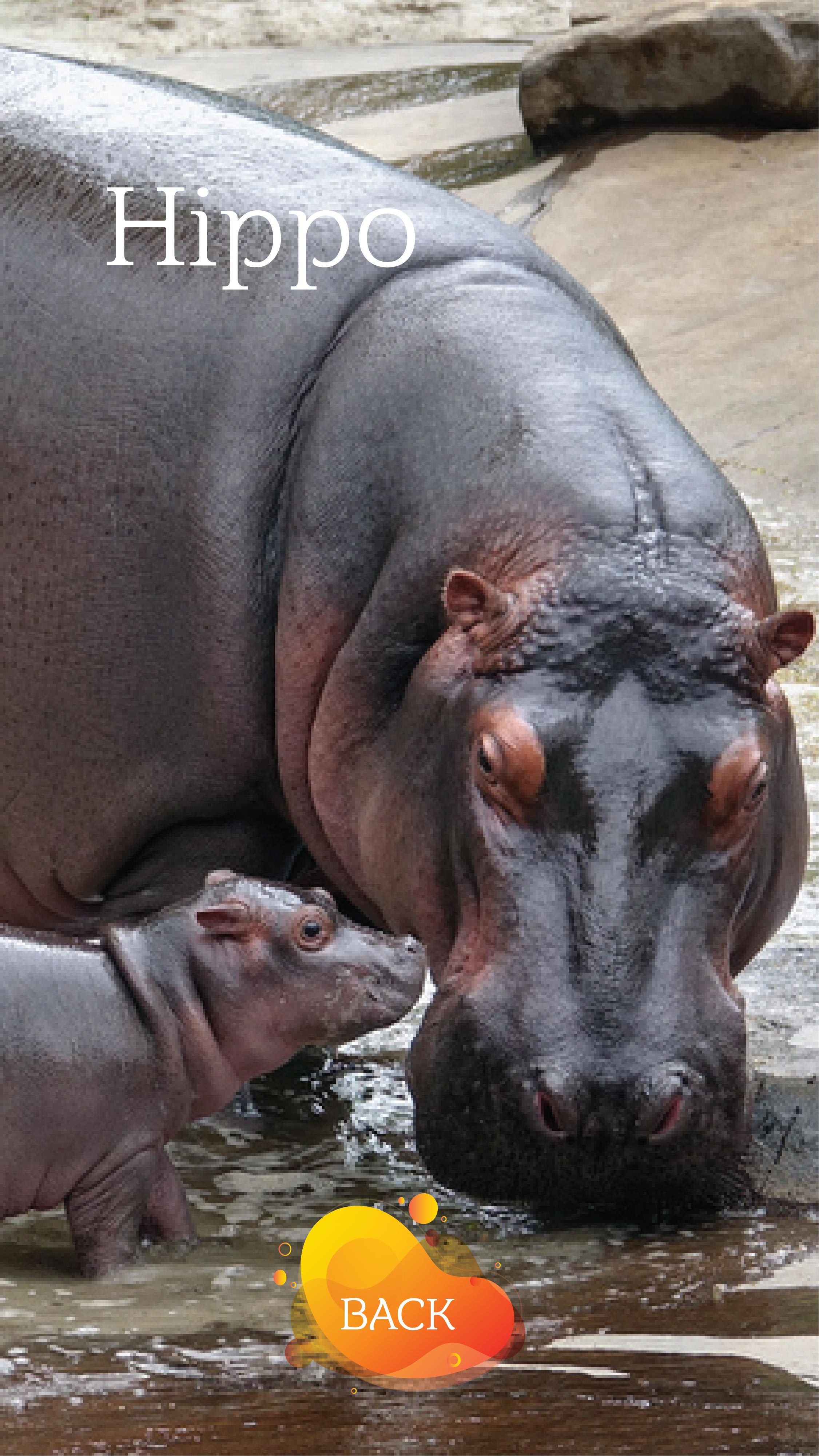 hippo