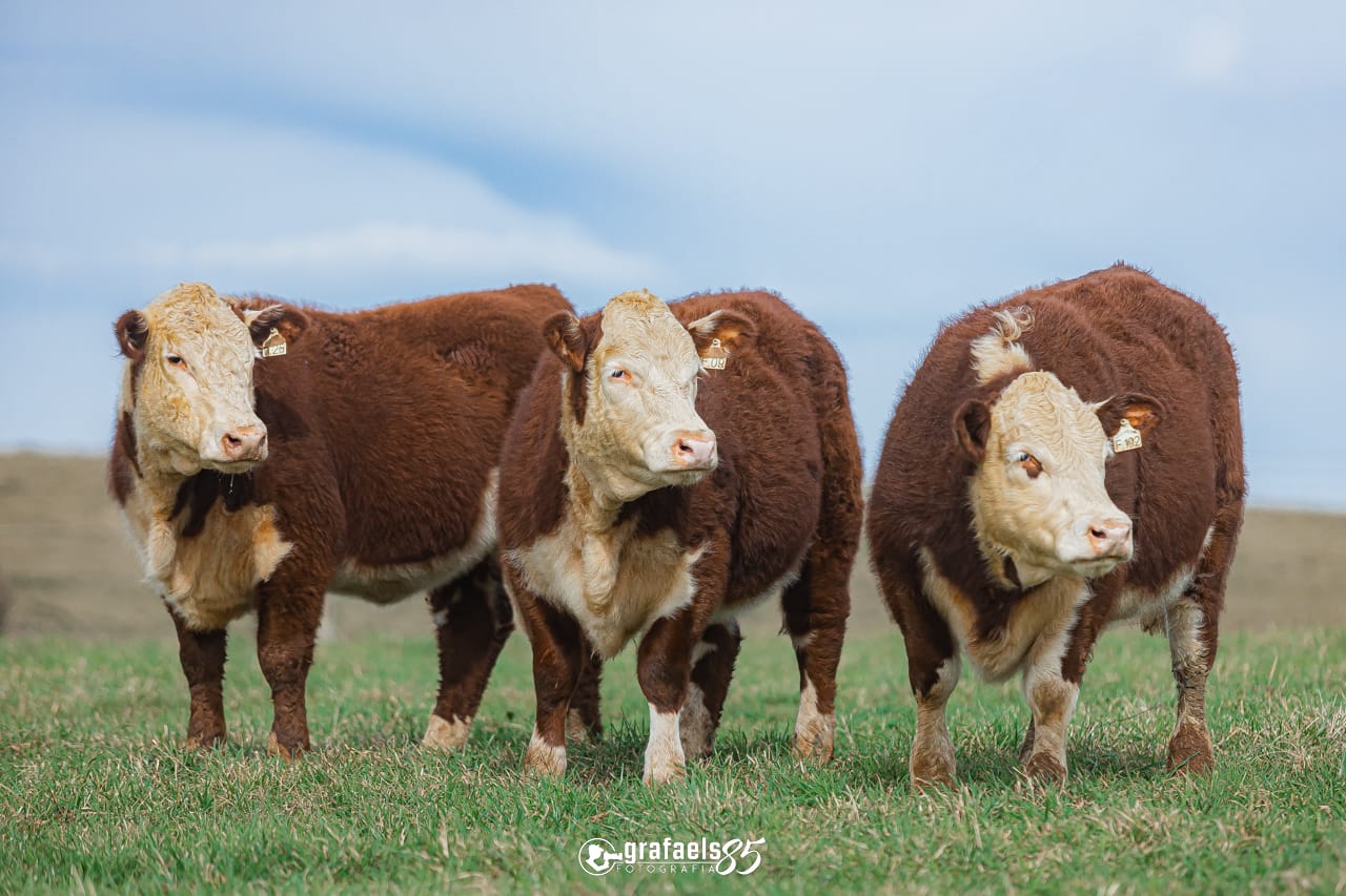 Trio Grande Campeão Terneiras Hereford - Exposição Nacional 2022