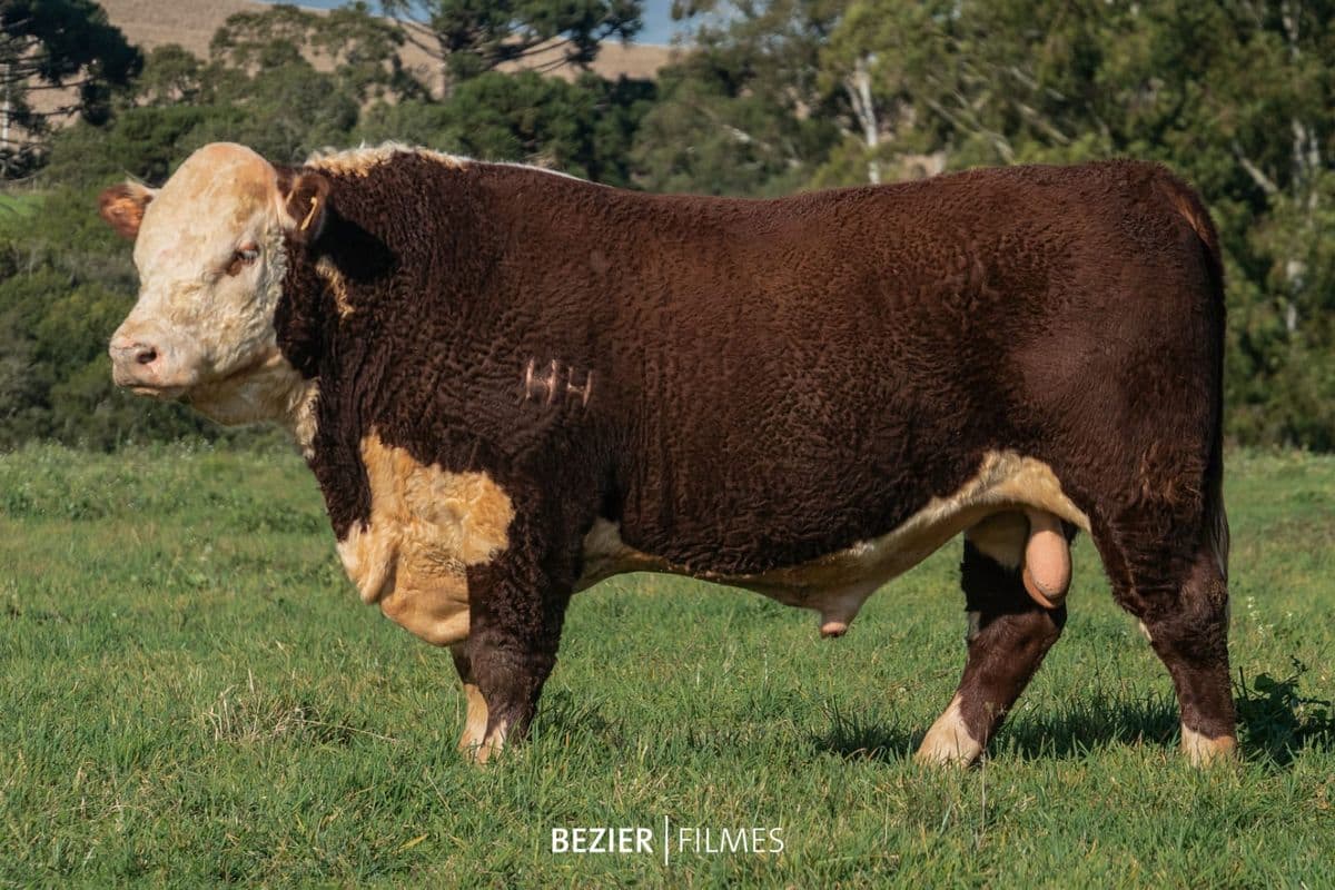 Fantasma, touro Hereford integrante do trio Grande Campeão Machos Hereford PC da Nacional 2023