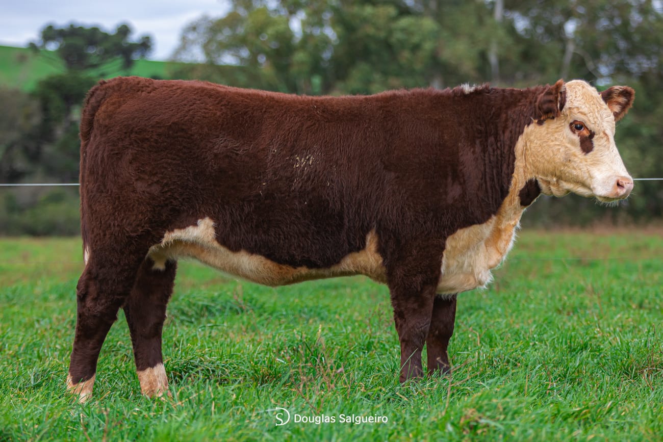 Terceira Melhor Fêmea Rústica Polled Hereford PC - Exposição Nacional 2024 - H33
