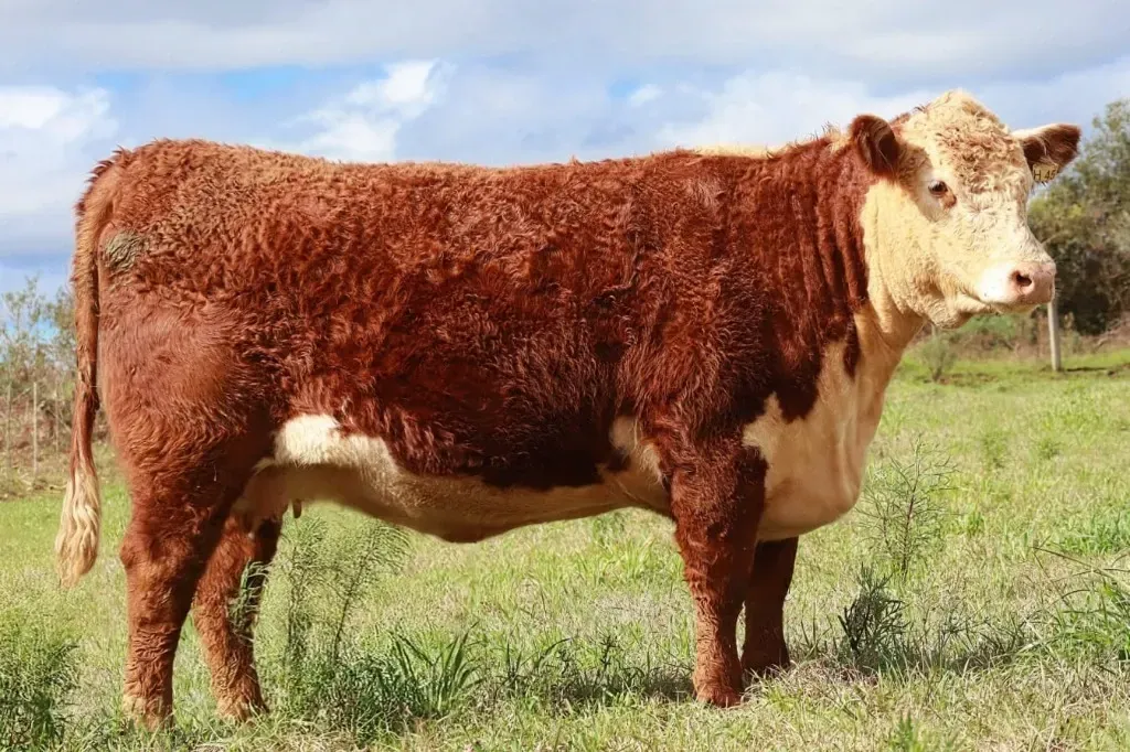 Helena, vaca Hereford Terceira Melhor Fêmea Rústica da Exposição Nacional 2025