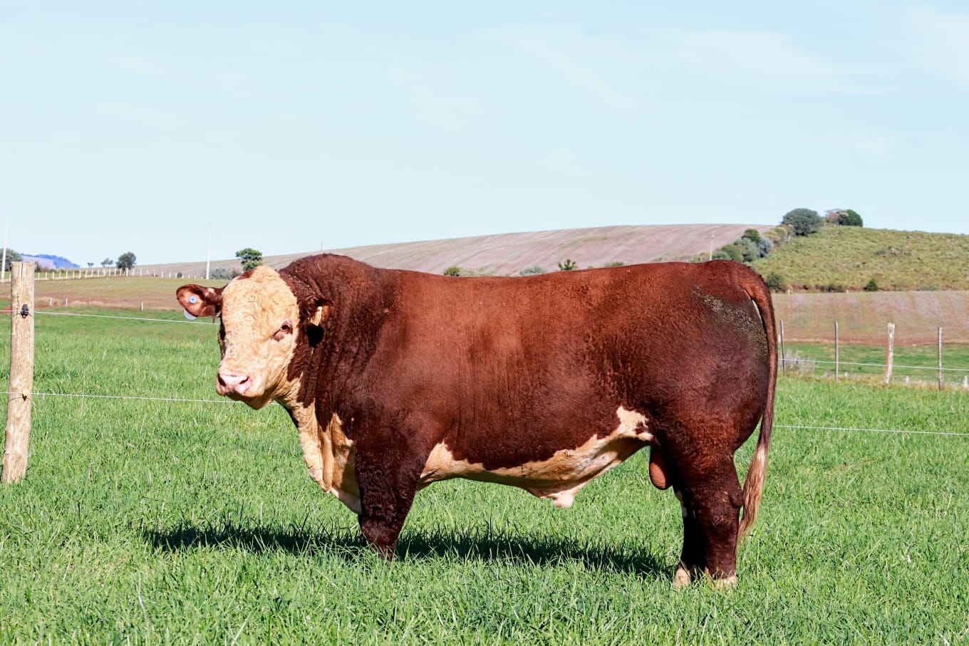 Reservado Grande Campeão Rústico Machos Polled Hereford PO - Exposição Nacional 2025 - H50