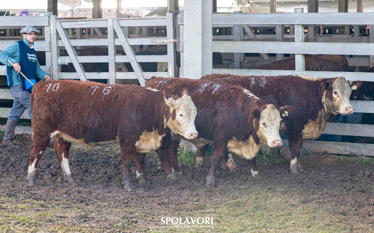 Terceiro Melhor Lote de Fêmeas Polled Hereford PO - Expointer 2026 - J15, J16 e J37