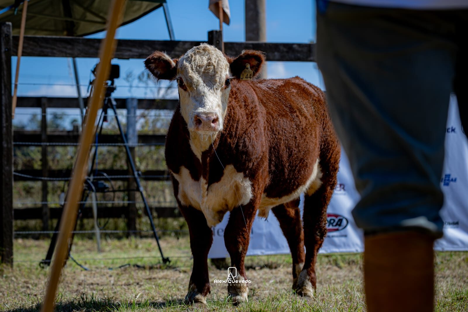 Campeão Terneiro Rústico Polled Hereford PC - Exposição Nacional 2026 - J44