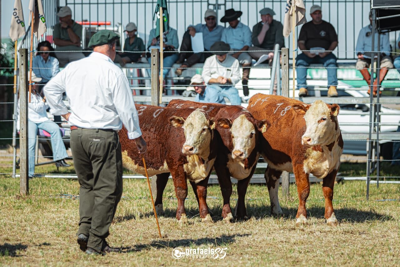 Lote Grande Campeão Terneiras Polled Hereford PC - Exposição Nacional 2026 - J18, J20 e J22