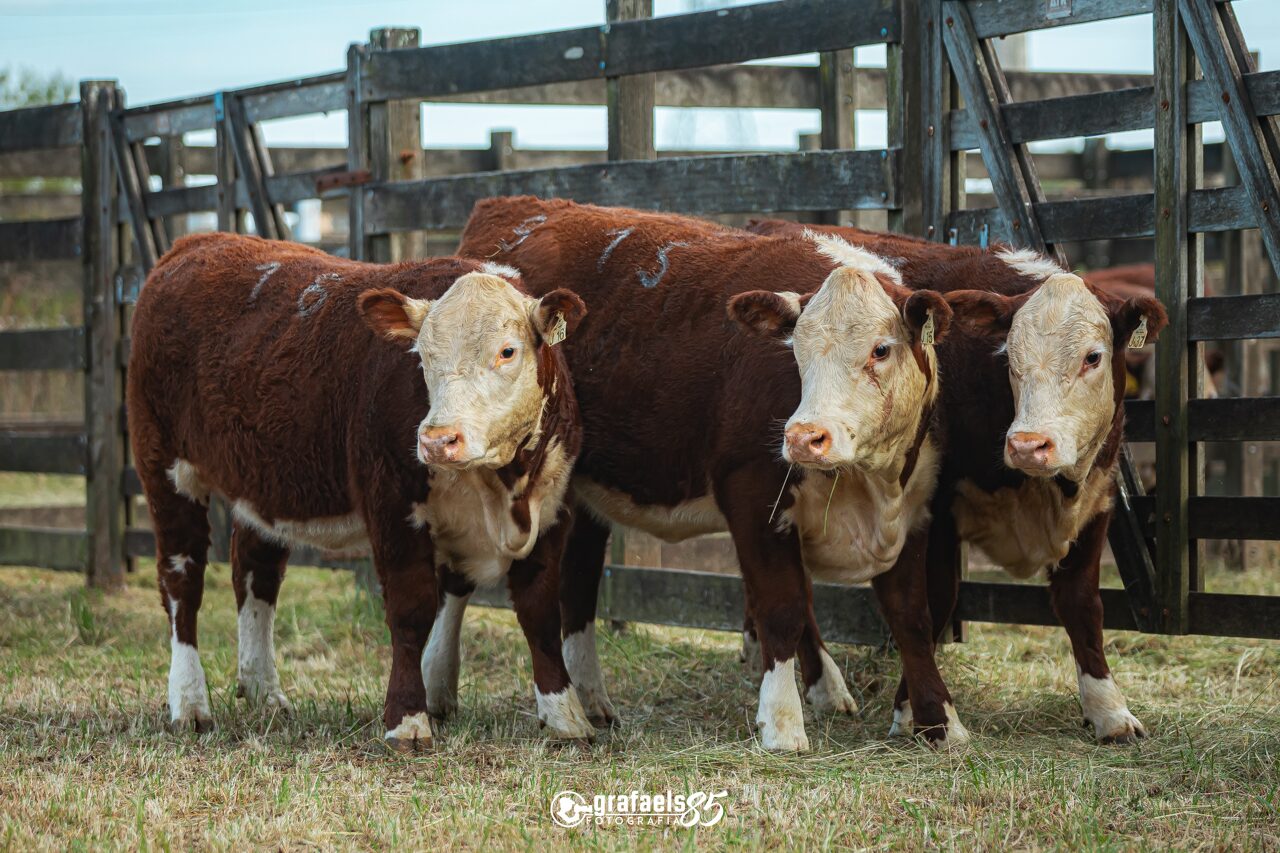 Terceiro Melhor Lote de Terneiras Polled Hereford PO - Exposição Nacional 2026 - J15, J16 e J37