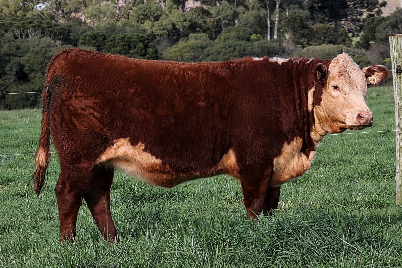 Reservada Campeã Terneira Rústica Polled Hereford PC - Expointer 2026 - J20