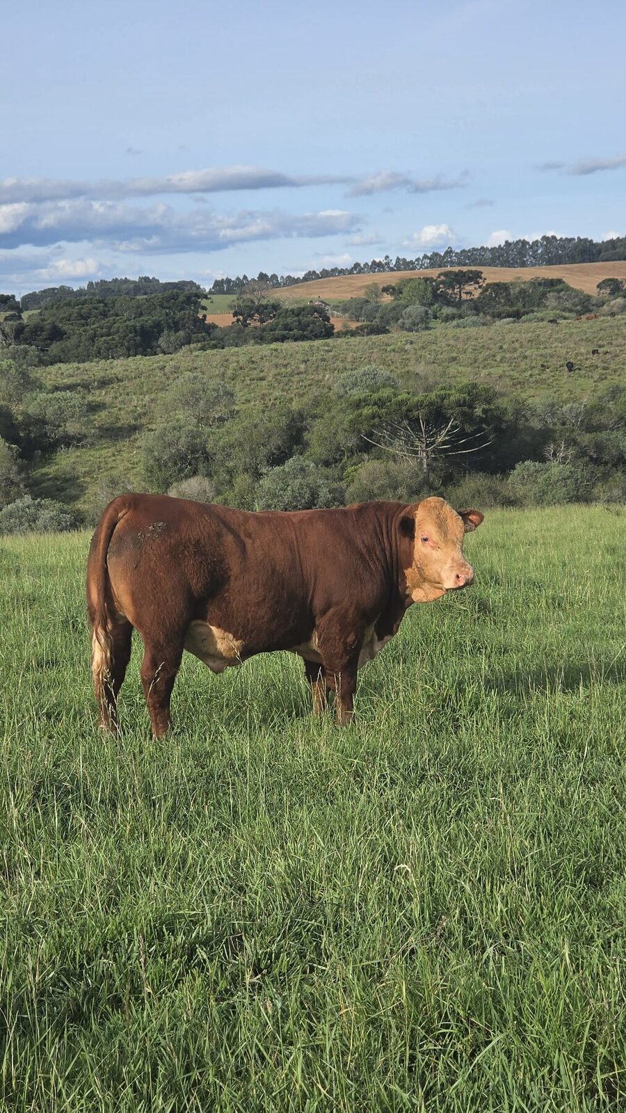 Reservado Grande Campeão Terneiro - Fenagen 2026 - J80