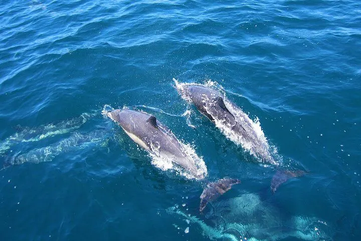 Dolphin Watching in Trincomalee
