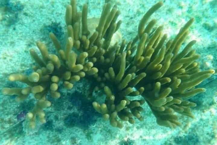 Glass Bottom Bat Ride in Trincomalee