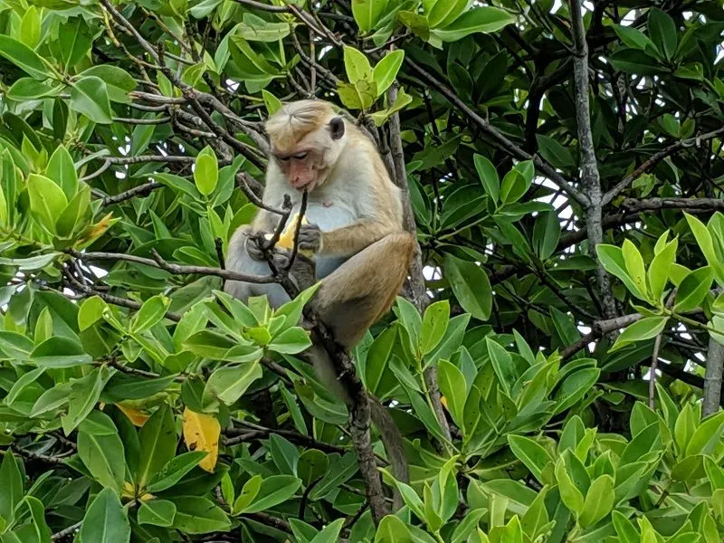 Lagoon tour to Monkey Island
