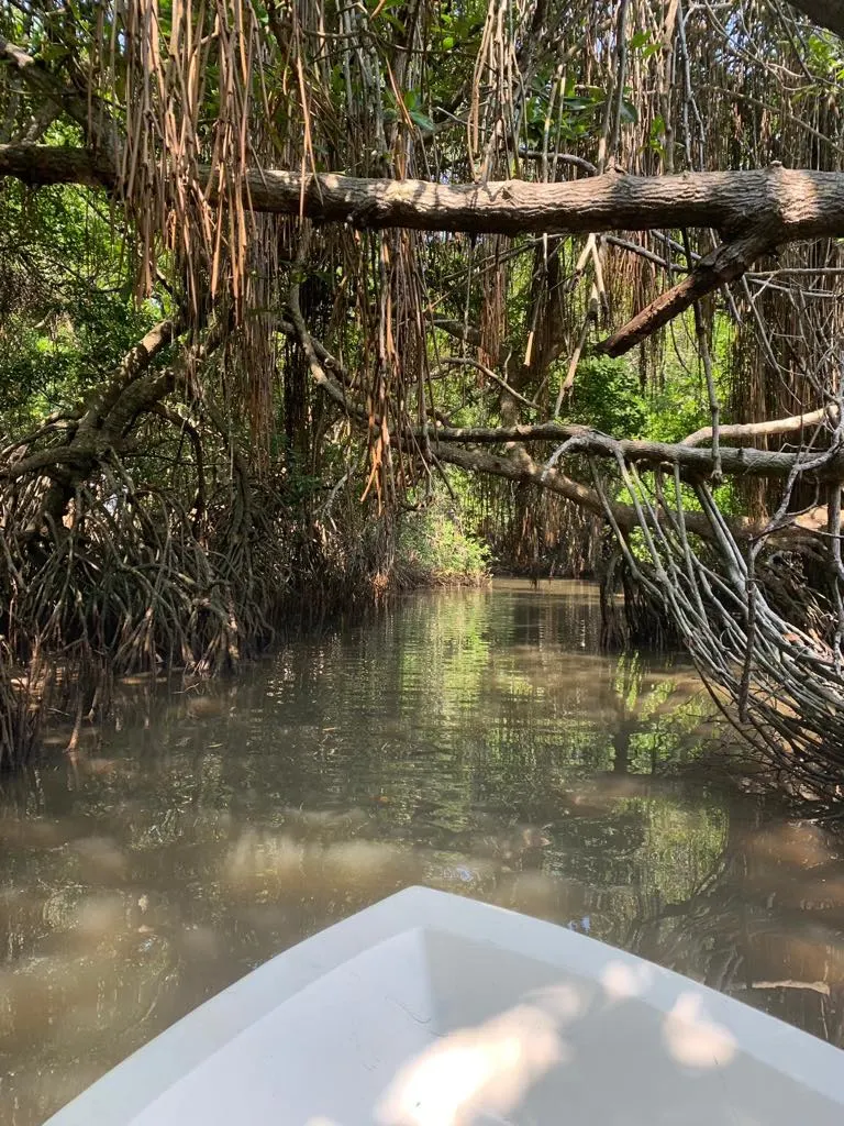 Mangrove Adventure in Bentota