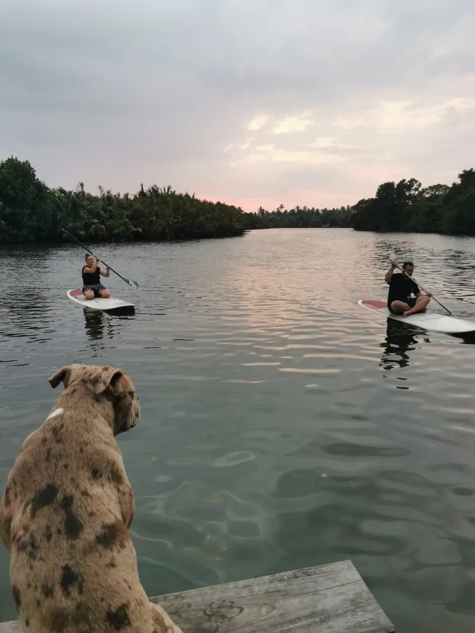 Paddle Boarding in Negombo
