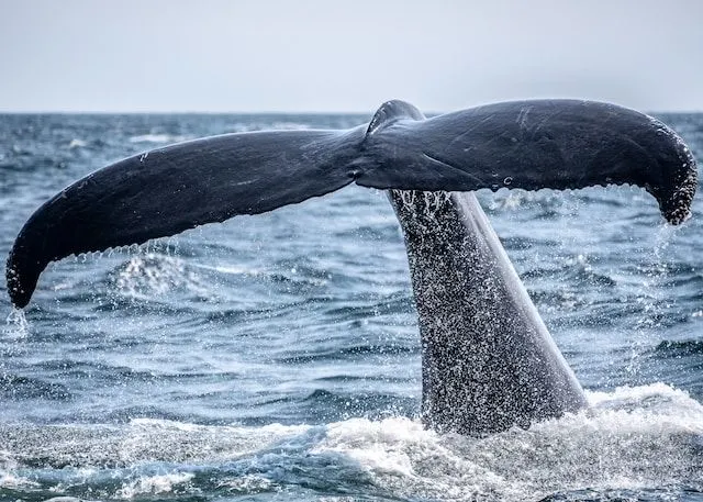 Whale Watching in Kalpitiya