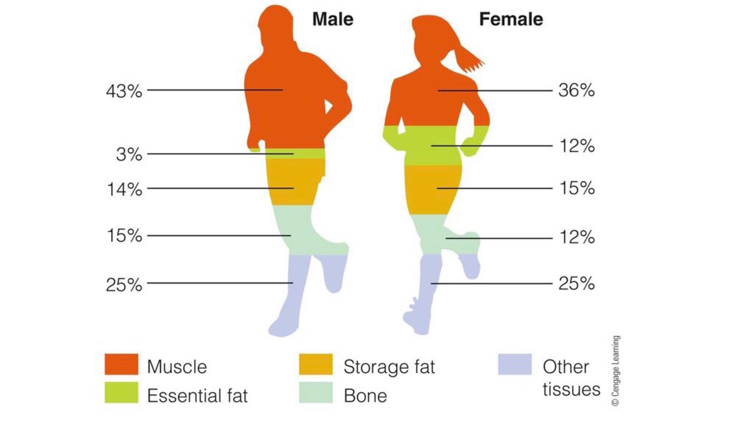 Body composition. Composition body избыточный вес. Body Composition Index. Body Composition Result денсиметрия.