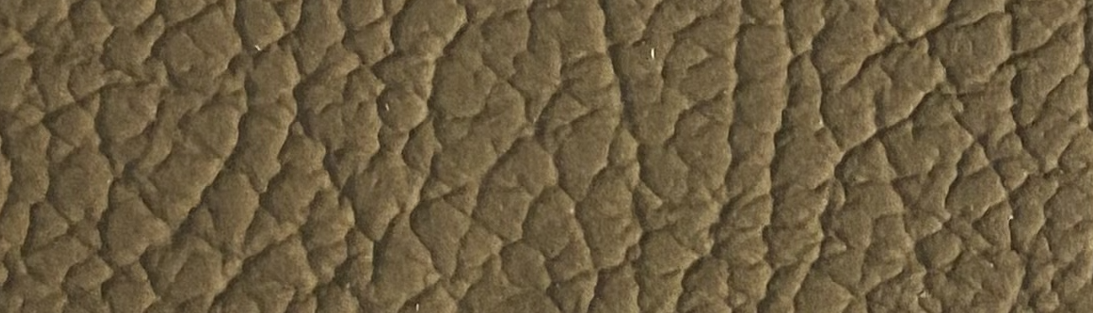 Ceviz