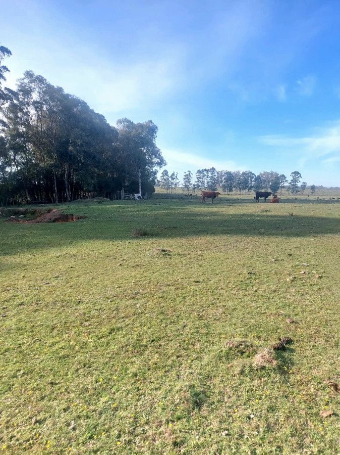 VENTA CAMPO 213,9 HAS CON COSTA SOBRE ARROYO YAGUARÍ, RIVERA