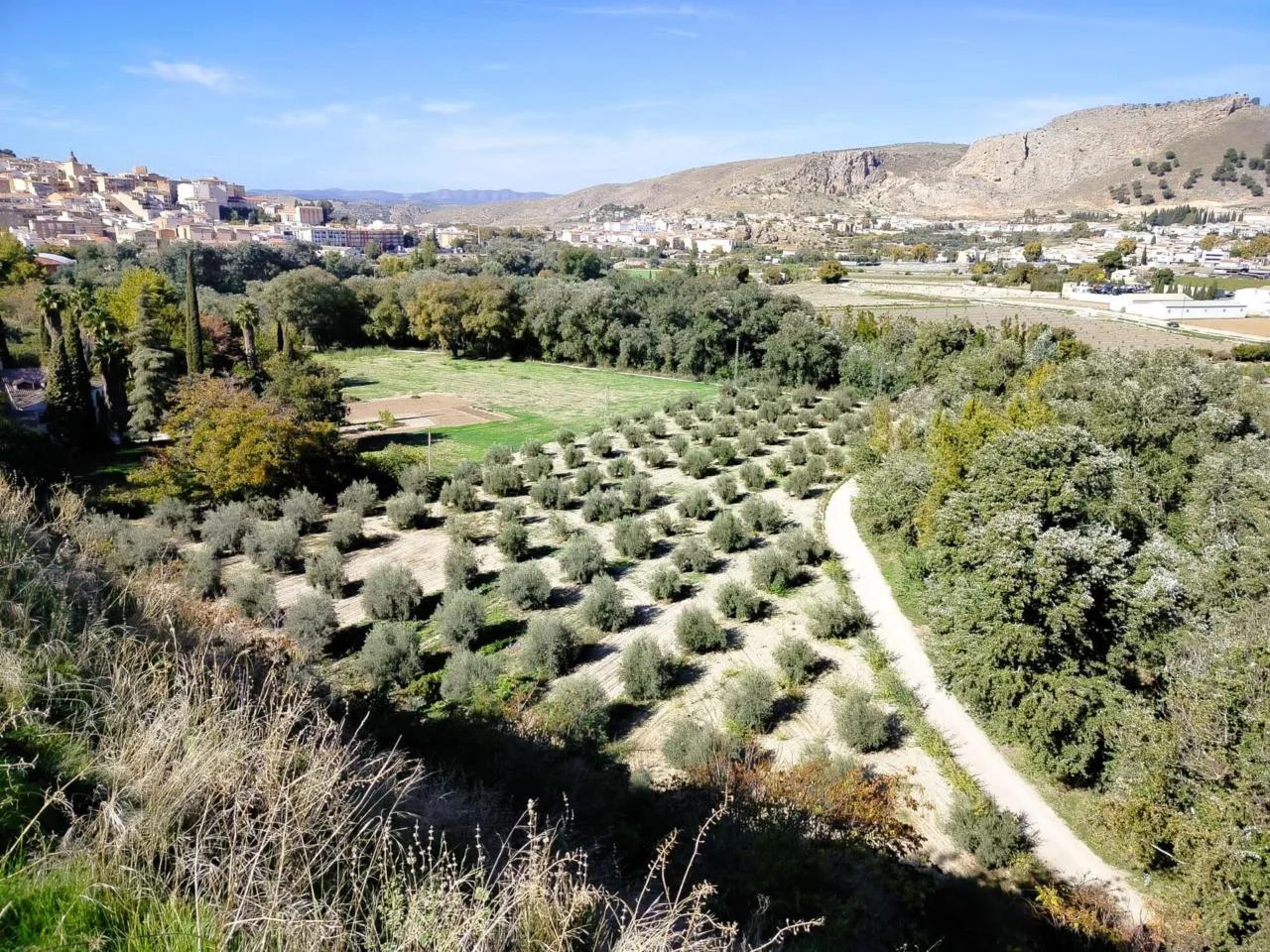 Exklusiver Olivenhain in Loja – Investition mit eigener Wasserquelle