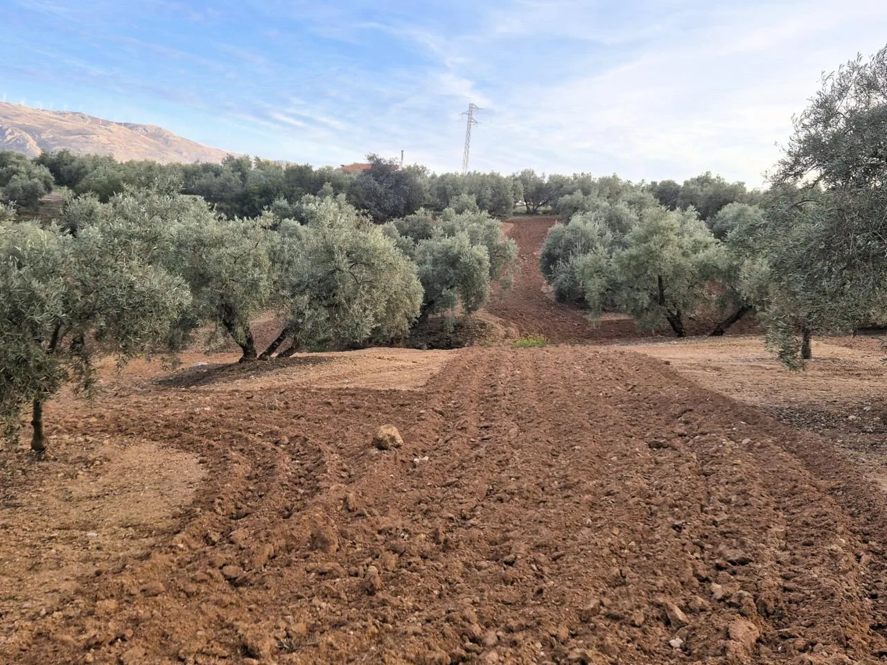 Investition in Andalusien: Erstklassige Olivenfinca in Loja