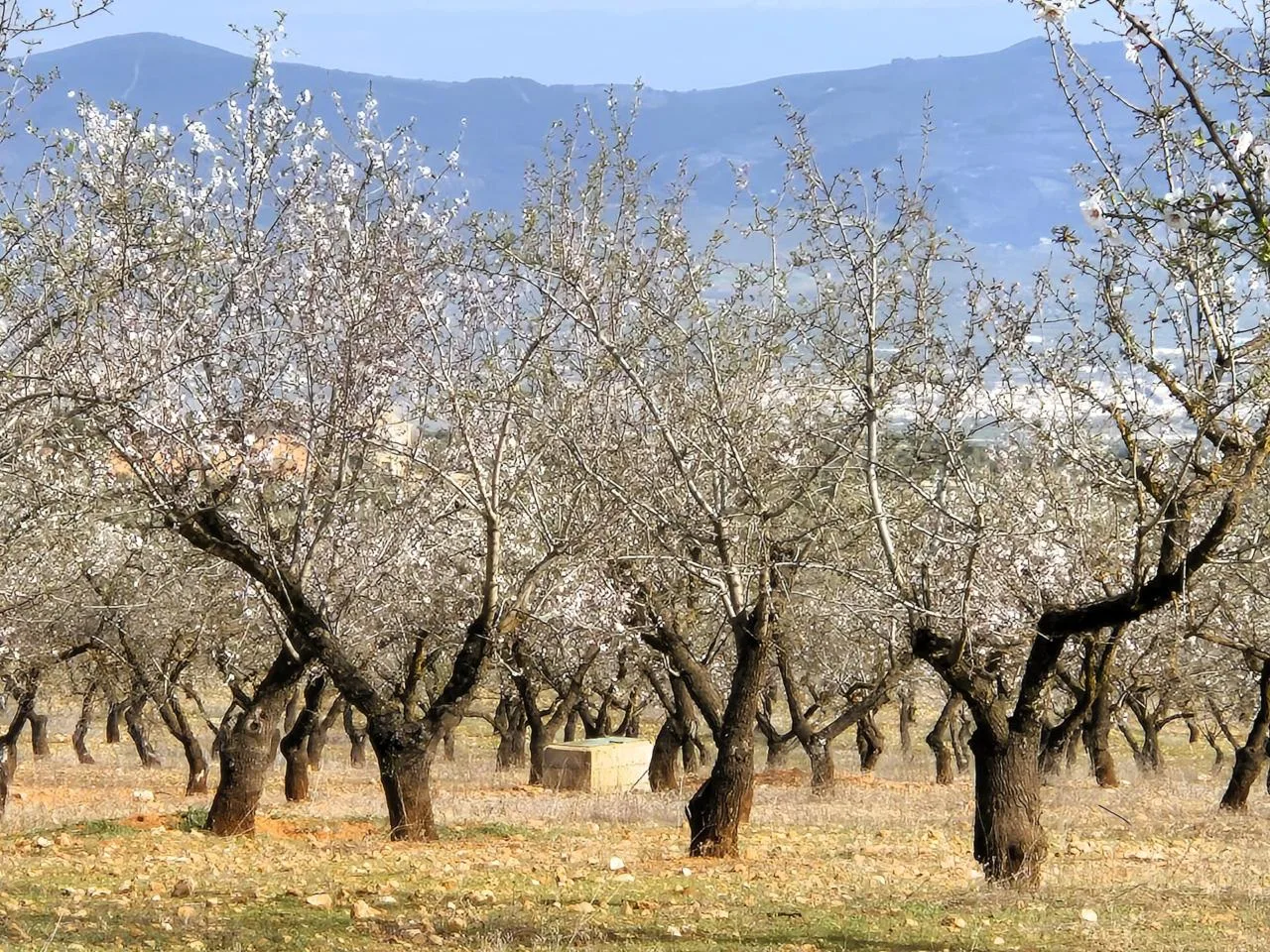 Nachhaltiges Investment: 20 ha Bio-Finca mit Solarenergie in Granada