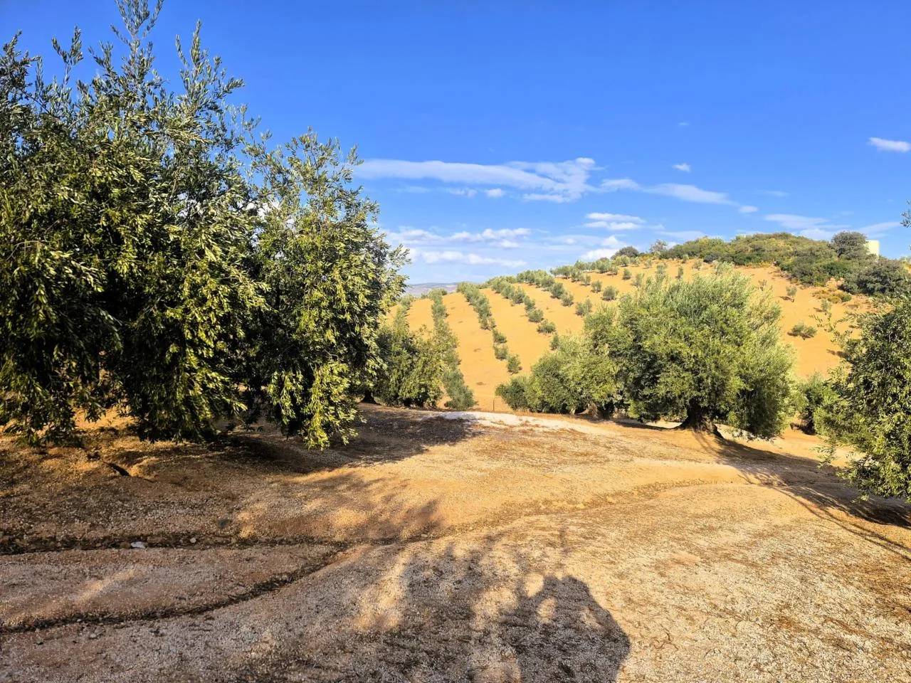 Exklusive Finca in Loja: Solides Landhaus mit ertragreichem Olivenhain