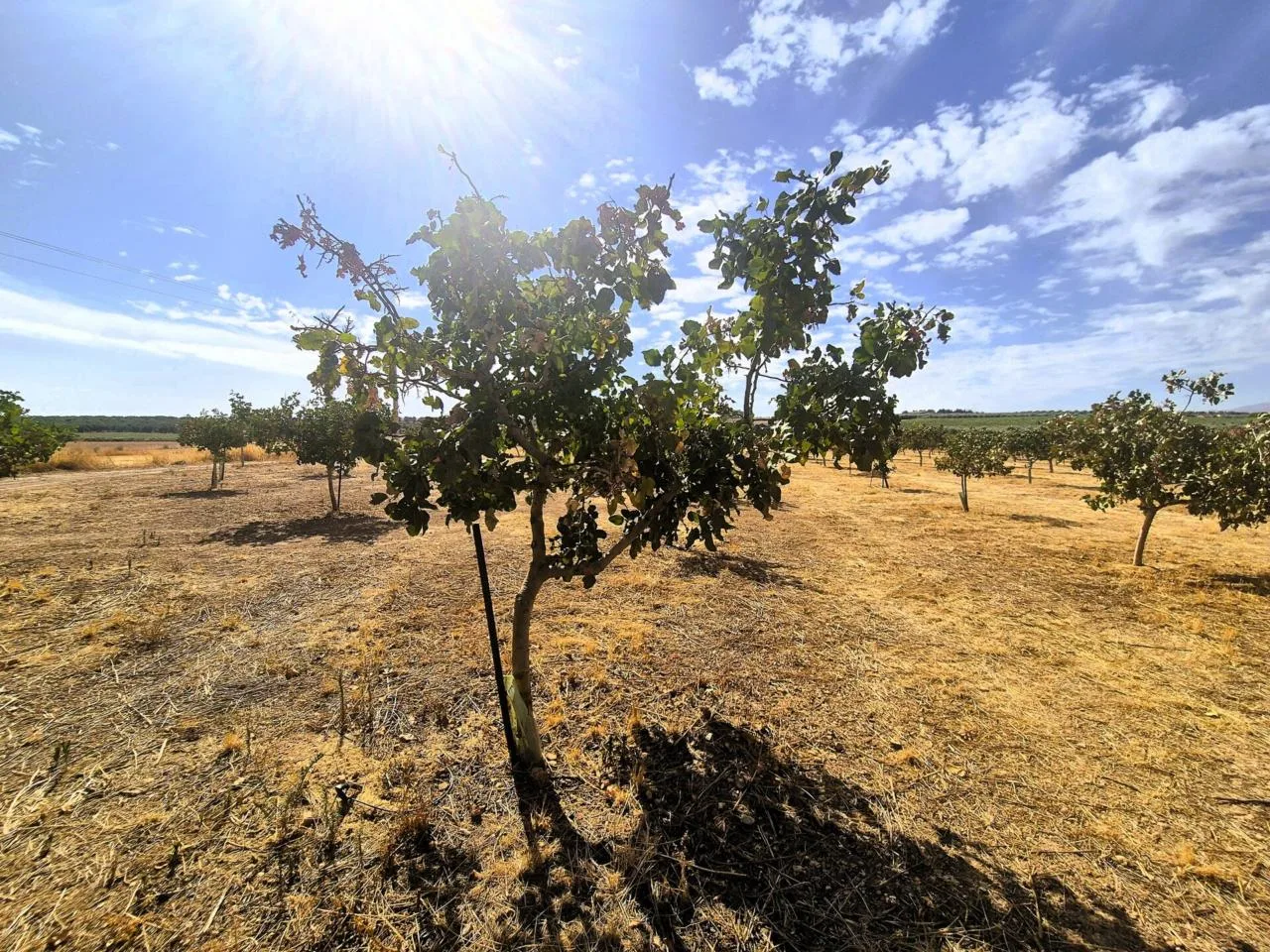 Exklusives Agrarland mit gesicherten Wasserrechten in Granada