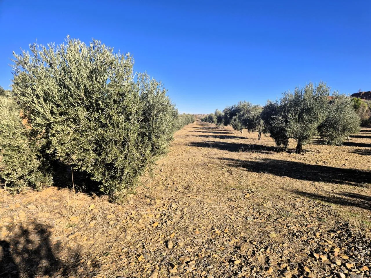 Exklusive 22-Hektar-Olivenfinca in Granada – Effizienz & Wasserreichtum