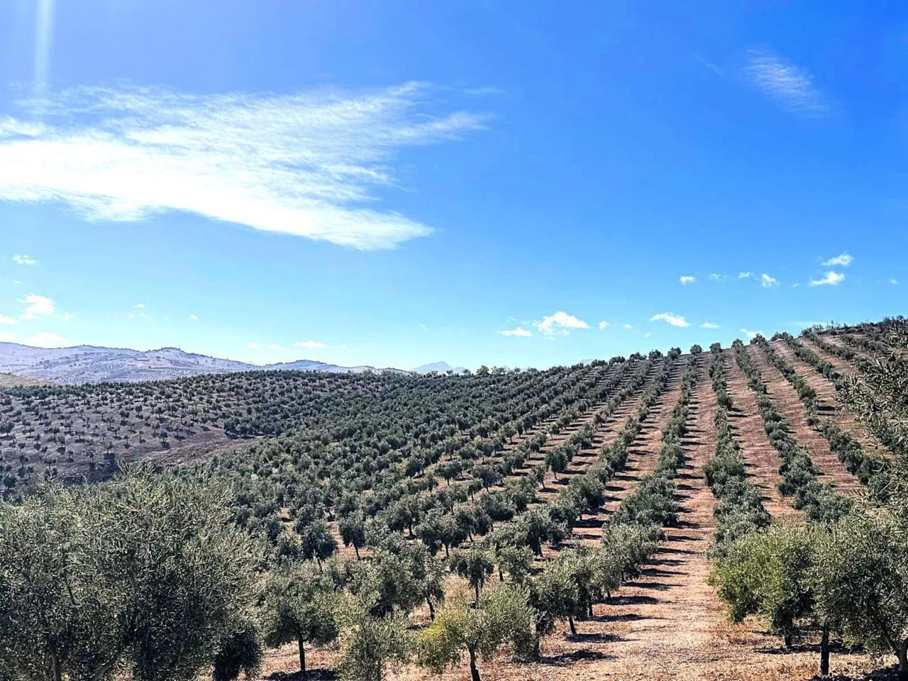 Repräsentative Olivenfinca in Cacín: 32 Hektar mit hohem Ertrag