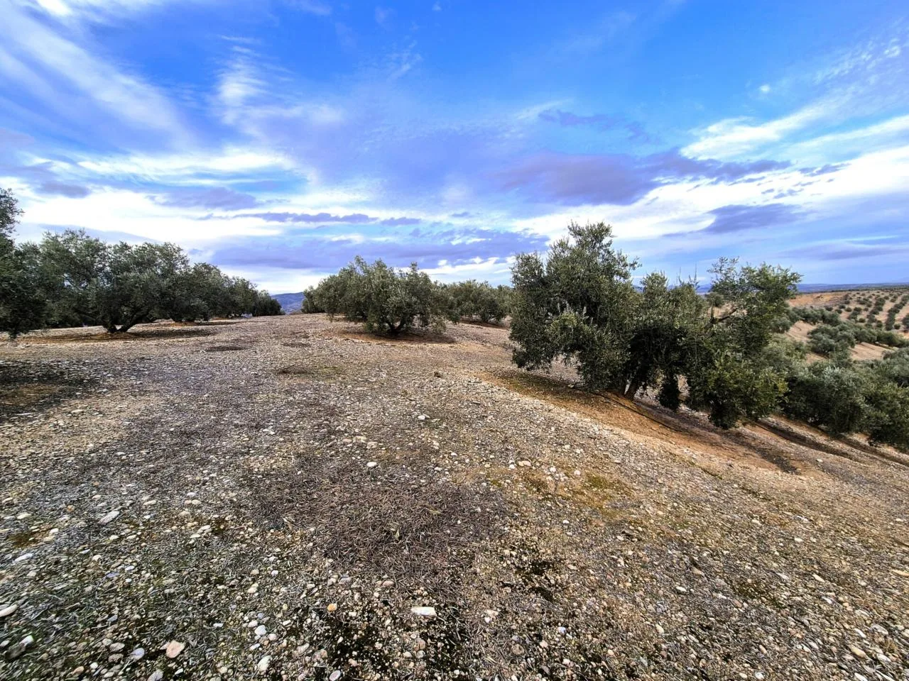 Renditestarke Olivenfinca mit Solaranlage und Eigenbrunnen in Granada