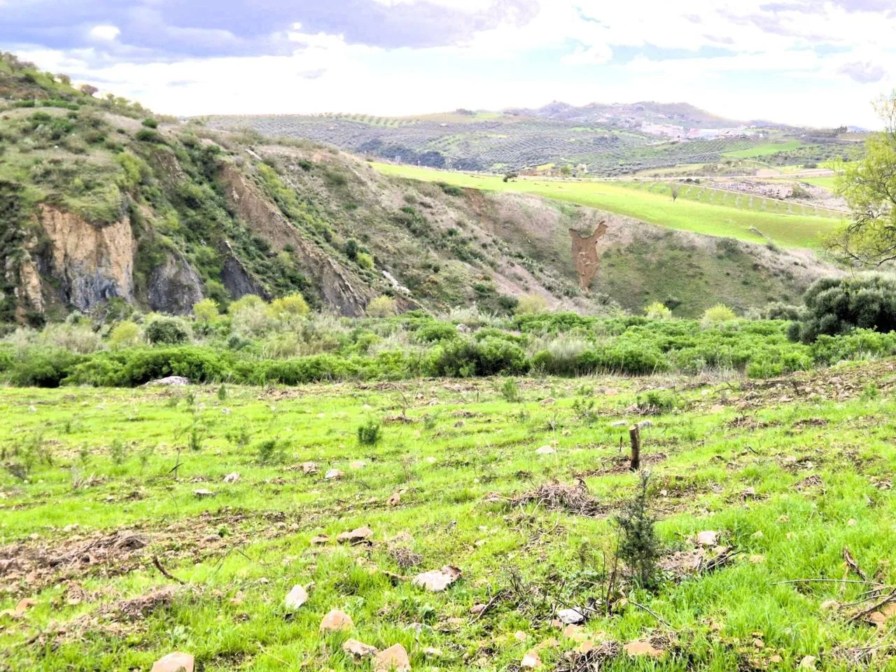 Großzügiges Agrarland in Antequera – 3,9 ha mit exzellentem Potenzial