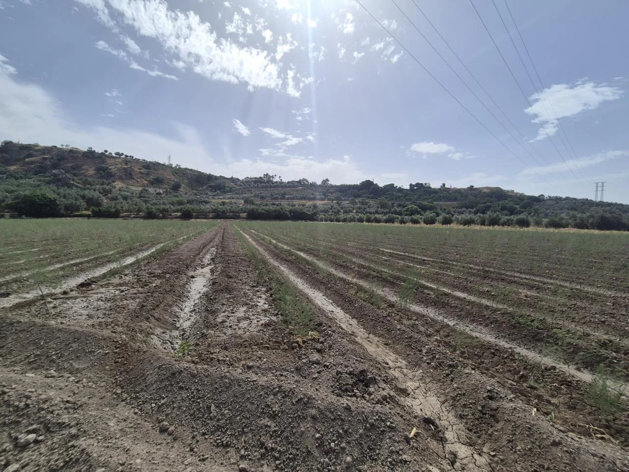 Ertragsstarkes Agrarland in Loja: Spargelplantage mit Bewässerung